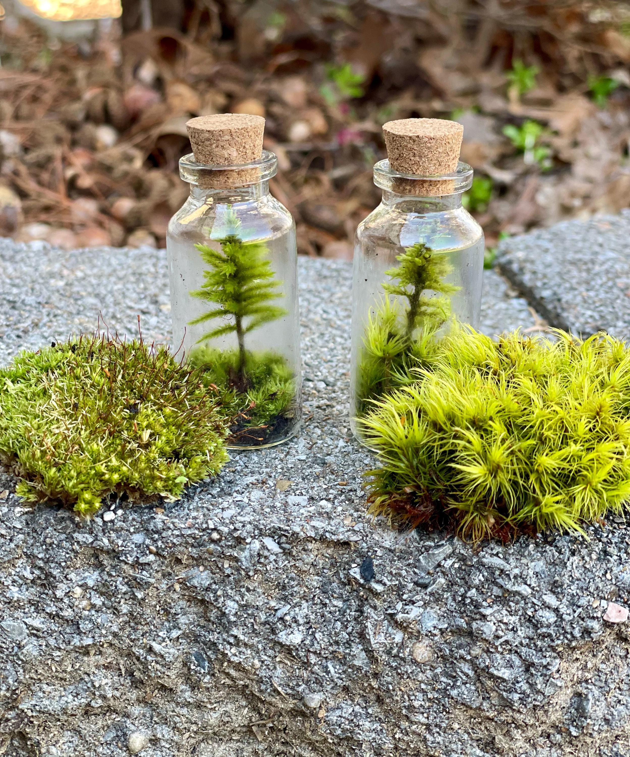 Mini Tree Moss Terrarium: Self Sustaining DIY Kit - Etsy