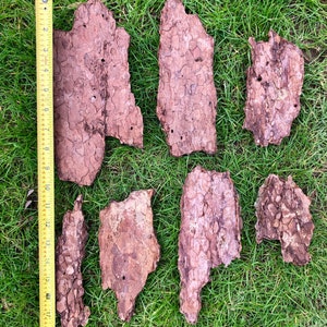 May include: An overhead shot shows several pieces of tree bark with a measuring tape. The bark pieces are various sizes and shapes, with a rough, textured surface in shades of brown. The measuring tape shows lengths up to 48 cm.