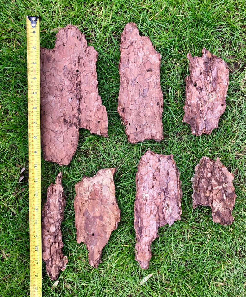 May include: An overhead shot shows several pieces of tree bark with a measuring tape. The bark pieces are various sizes and shapes, with a rough, textured surface in shades of brown. The measuring tape shows lengths up to 48 cm.