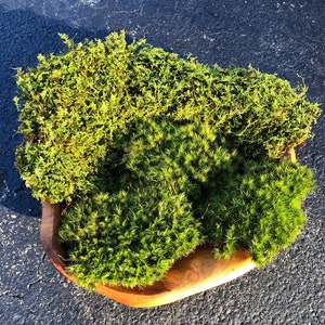 Assorted Live Moss Mixture/ 2 Variety Live Moss Mix/ Sheet Moss/ Mood Moss/ Choose your size/ Moss for Terrarium/ Vivarium/ Moss Garden