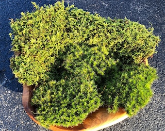 Assorted Live Moss Mixture/ 2 Variety Live Moss Mix/ Sheet Moss/ Mood Moss/ Choose your size/ Moss for Terrarium/ Vivarium/ Moss Garden