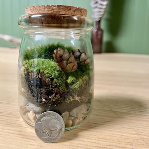 Puede incluir: Un peque&ntilde;o terrario de tarro de cristal con tapa de corcho, lleno de musgo verde, pi&ntilde;as peque&ntilde;as y guijarros. Una moneda de plata con una imagen de b&uacute;falo descansa frente al tarro. El fondo es una pared verde claro.