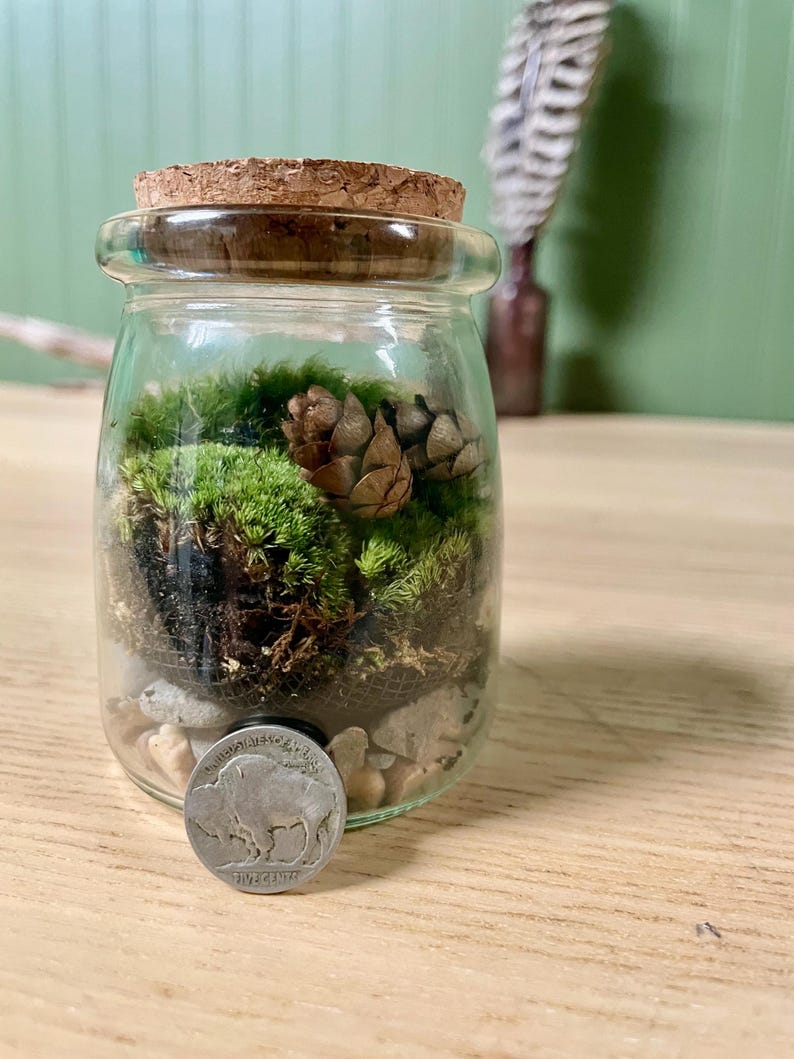 Puede incluir: Un peque&ntilde;o terrario de tarro de cristal con tapa de corcho, lleno de musgo verde, pi&ntilde;as peque&ntilde;as y guijarros. Una moneda de plata con una imagen de b&uacute;falo descansa frente al tarro. El fondo es una pared verde claro.