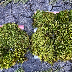Live Moss Variety Mix/sheet Moss/ Cypress Leaved Plait Moss/ Moss for ...