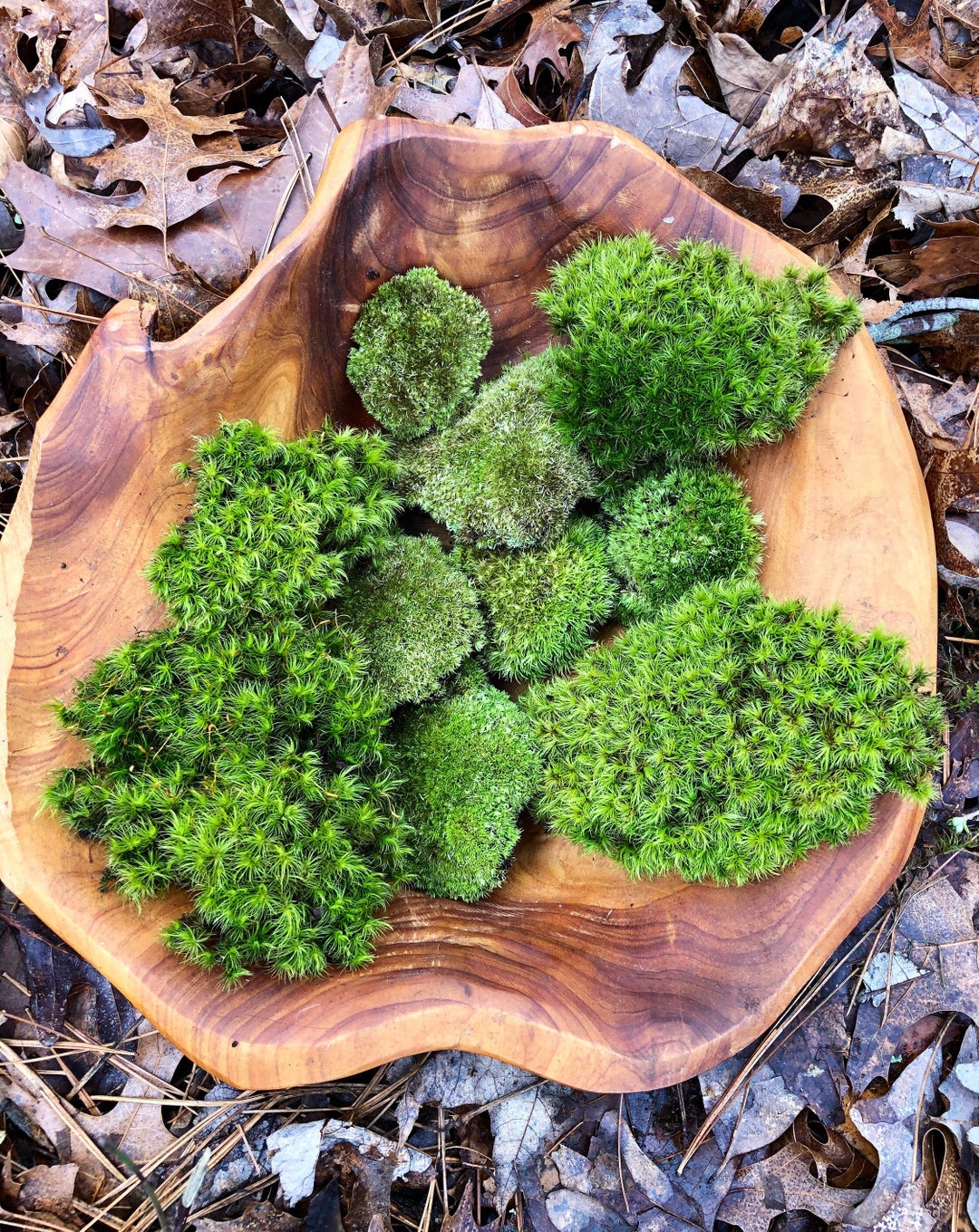 Live Moss Mixture/ Mood Moss/ Cushion Moss/ Small Large Pieces of Moss
