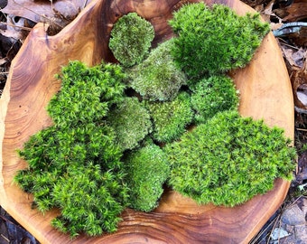 Live Moss Grab Bag Fresh Green Healthy for Terrariums Houseplants