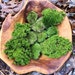 see more listings in the MOSS/LICHEN section