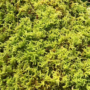 Puede incluir: Un primer plano de un parche de musgo verde vibrante. El musgo es suave y exuberante, con una textura aterciopelada.