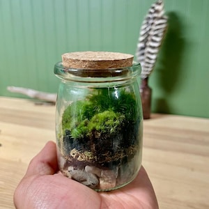 Puede incluir: Un peque&ntilde;o terrario de vidrio con tapa de corcho, lleno de musgo verde, peque&ntilde;as rocas y tierra. El terrario se sostiene en la mano de una persona. El fondo incluye una pared verde y una pluma.