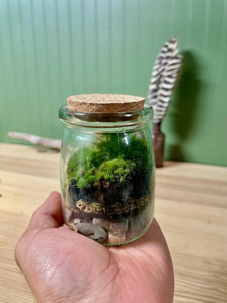Puede incluir: Un peque&ntilde;o terrario de vidrio con tapa de corcho, lleno de musgo verde, peque&ntilde;as rocas y tierra. El terrario se sostiene en la mano de una persona. El fondo incluye una pared verde y una pluma.