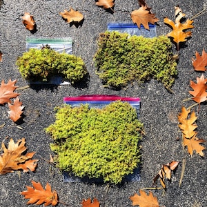 Puede incluir: Tres bolsas de pl&aacute;stico transparentes llenas de musgo verde, dispuestas sobre una superficie de asfalto gris. Hojas de oto&ntilde;o marrones est&aacute;n esparcidas alrededor de las bolsas.