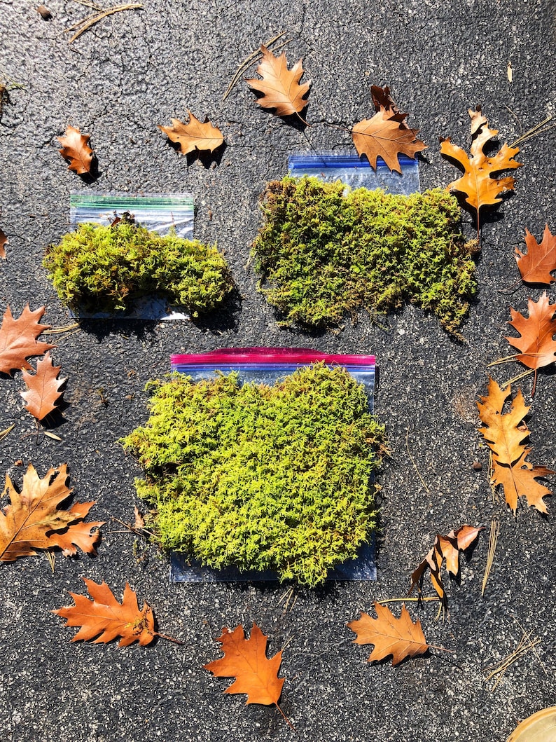 Puede incluir: Tres bolsas de pl&aacute;stico transparentes llenas de musgo verde, dispuestas sobre una superficie de asfalto gris. Hojas de oto&ntilde;o marrones est&aacute;n esparcidas alrededor de las bolsas.
