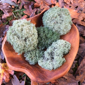 Live Reindeer Moss/ Lichen/ Cladonia Rangiferina/ Grey Moss/ Healthy Moss for Terrarium/ Vivarium/ Moss Garden