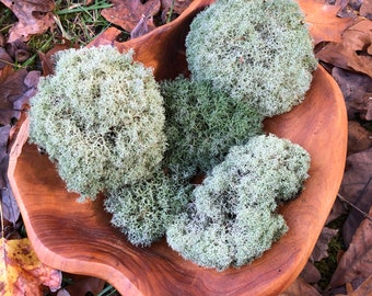Live Reindeer Moss: Healthy Grey Lichen for Terrarium/Vivarium