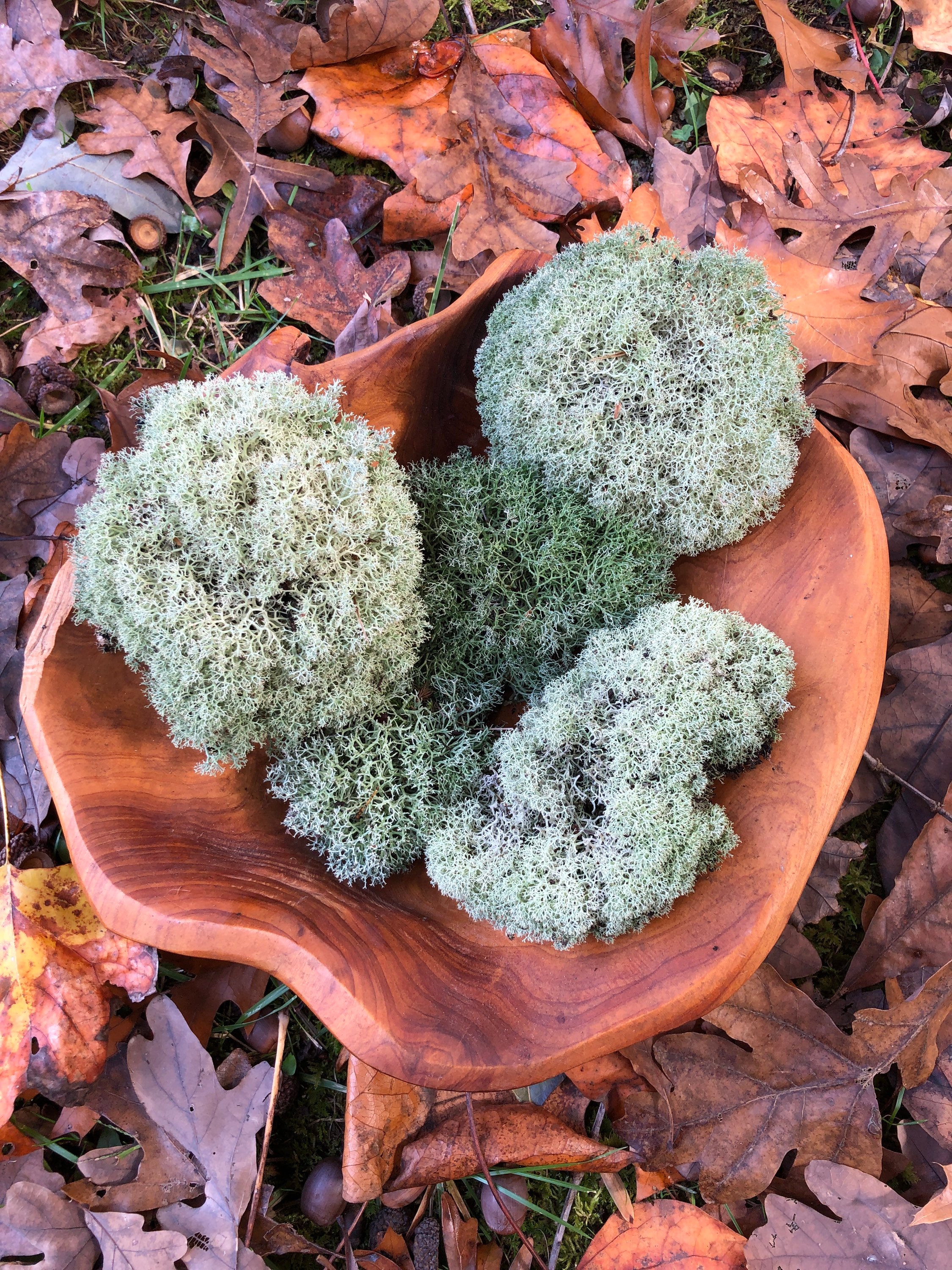 Fresh LIVE Reindeer Moss