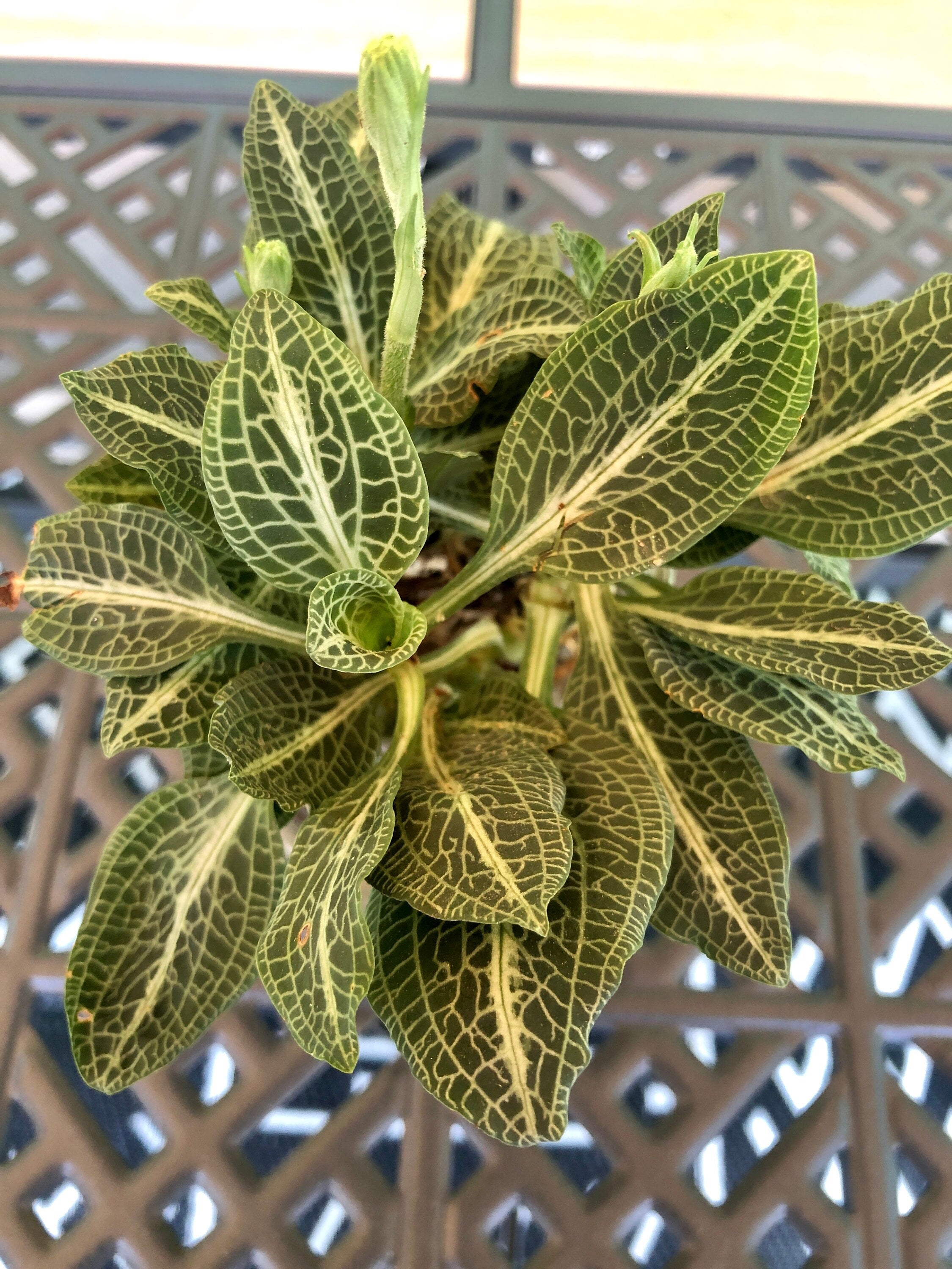 Downy Rattlesnake Orchid/ Downy Rattlesnake Plantain/ Goodyera Pubescens