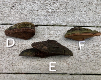 Cracked Cap Polypore Mushroom/Phellinus Robiniae/ Shelf Mushroom/ Wild Foraged Mushrooms for Crafting/ Nature Decor