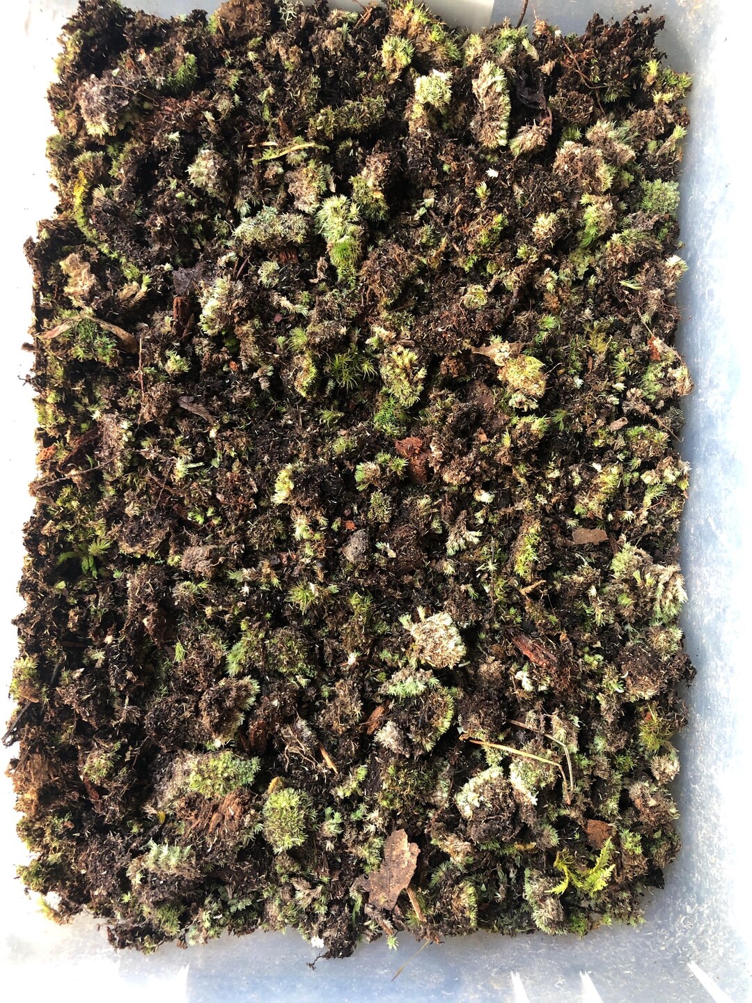 Terrarium Moss Substrate: Cushion & Mood Moss Clippings - Etsy