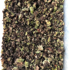 Terrarium Moss Substrate/ Moss Clippings for terrarium/Plants