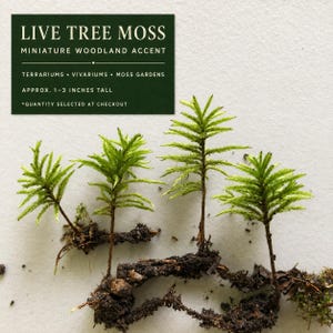 May include: Four small, bright green live tree moss plants with visible brown roots and soil clumps. A dark green rectangular sign above reads: LIVE TREE MOSS, MINIATURE WOODLAND ACCENT, TERRARIUMS, VIVARIUMS, MOSS GARDENS, APPROX. 1-3 INCHES TALL.