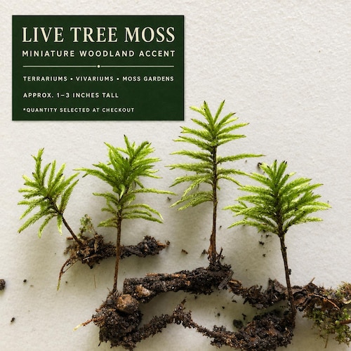 Musgo americano vivo (Climacium sp.) / Árboles de musgo en miniatura para terrarios y vivarios