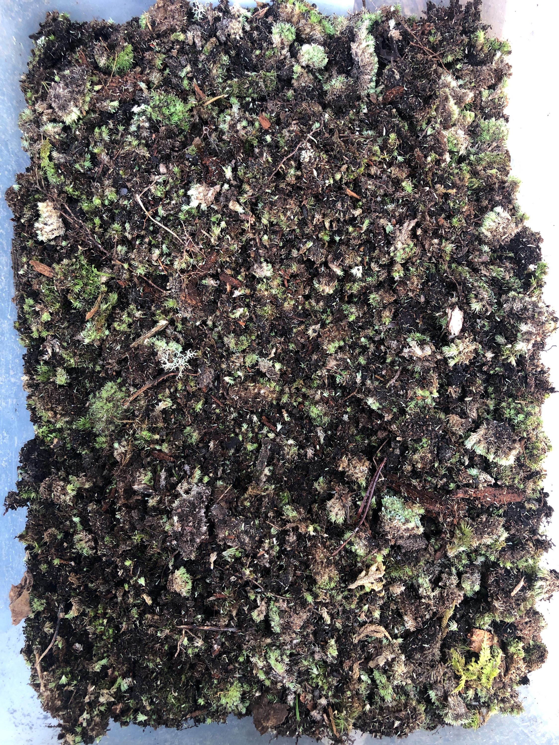 Terrarium Moss Substrate: Cushion & Mood Moss Clippings - Etsy