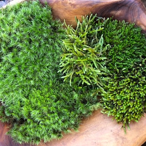 Live Moss Variety Mix/Mood Moss/ Cypress Leaved Plait moss/ Moss for Terrarium/ Vivarium/Moss Garden