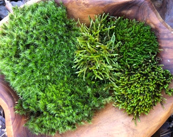 Live Moss Variety Mix for Terrarium, Vivarium, Moss Garden
