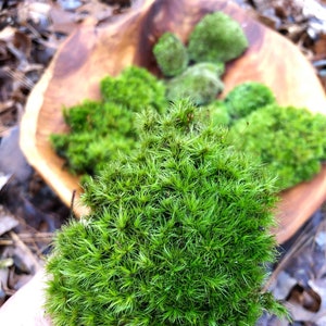 Live Moss Mixture/ Mood Moss/ Cushion Moss/ Small Large Pieces of Moss/ Moss for Terrarium/ Vivarium/ Moss Garden image 4