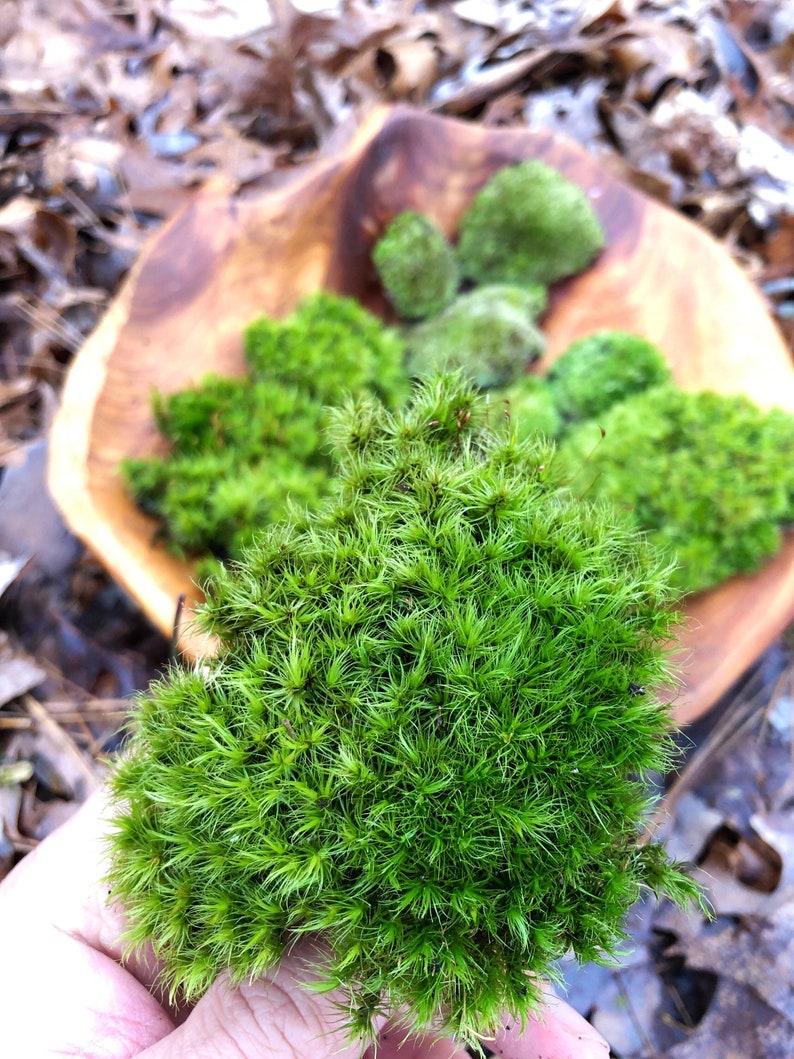 Live Moss Mixture/ Mood Moss/ Cushion Moss/ Small Large Pieces of Moss/ Moss for Terrarium/ Vivarium/ Moss Garden image 4