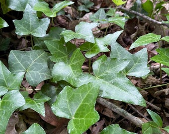 English Ivy Cuttings/ Bare Root Cuttings