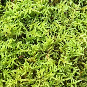 Puede incluir: Un primer plano de un parche de musgo verde vibrante. El musgo es suave y exuberante, con una textura delicada.