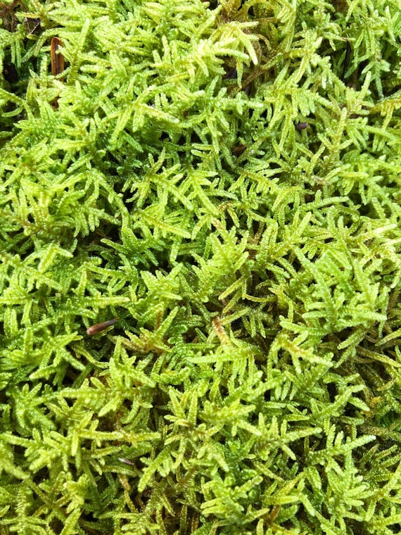 Live Sheet Moss: Hypnum Imponens for Terrarium/Vivarium