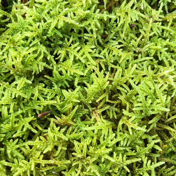 Live Sheet Moss/ Hypnum imponens/Large Pieces of Sheet Moss/ Choose your size/ Healthy Green Moss for Terrarium/Vivarium