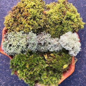 3 Variety Live Moss Mix/ Healthy Terrarium Moss/ Mood Moss/ Sheet Moss/ Reindeer Moss