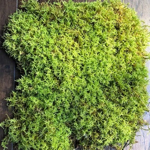 Live Moss Variety Mix/sheet Moss/ Cypress Leaved Plait Moss/ Moss for ...