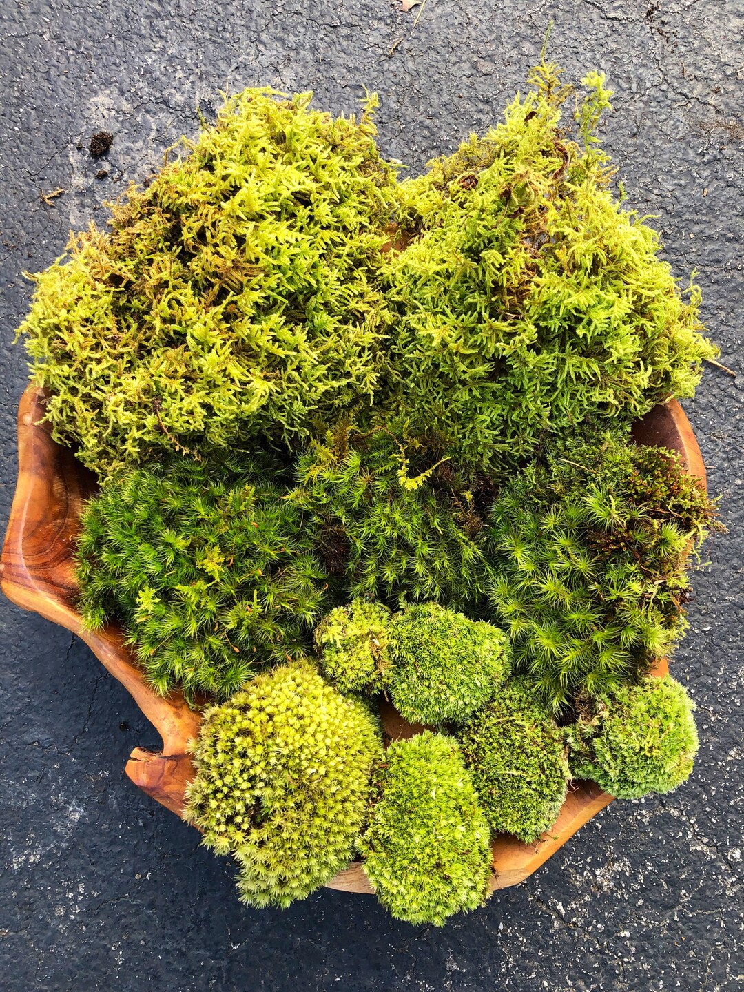 3 Variety Live Moss Mix/ Healthy Terrarium Moss/ Mood Moss/ Sheet Moss