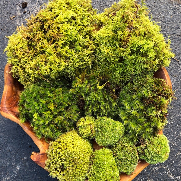 3 Variety Live Moss Mix/ Healthy Terrarium Moss/ Mood Moss/ Sheet Moss/ Cushion Moss