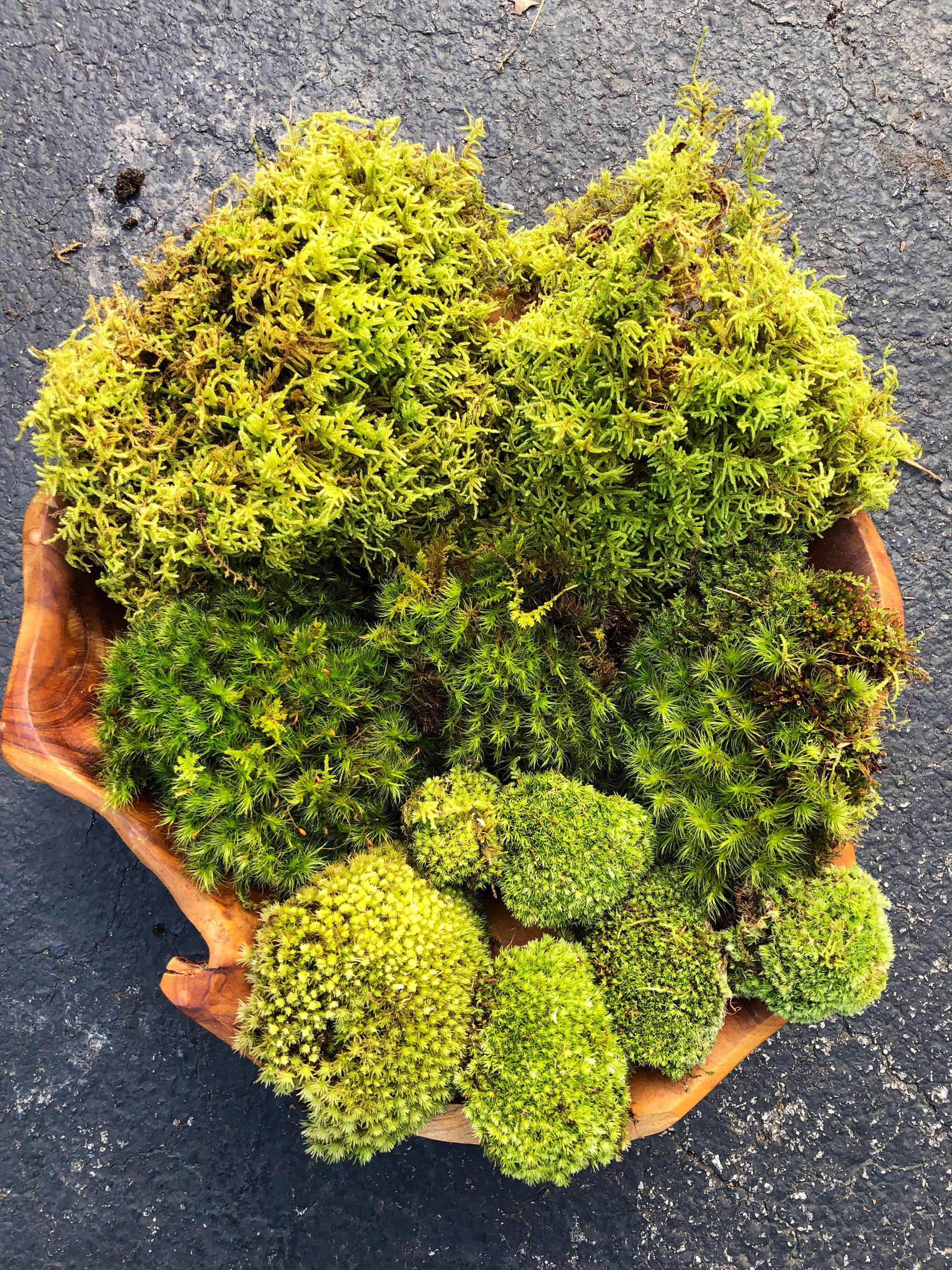 Moss Variety Sampler Pack Frog Moss, Fern Moss, Sheet Moss 