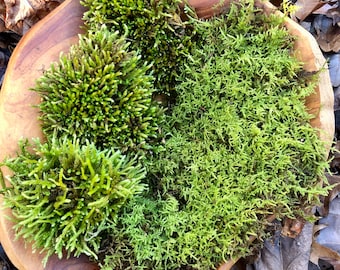 Live Moss Variety Mix/Sheet Moss/ Cypress Leaved Plait Moss/ Moss for Terrarium/ Vivarium/Moss Garden