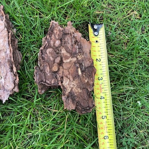 May include: Two pieces of tree bark with a textured, brown surface are shown on green grass. A yellow measuring tape is next to the bark, showing a length of approximately 15 cm.