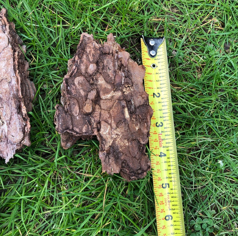 May include: Two pieces of tree bark with a textured, brown surface are shown on green grass. A yellow measuring tape is next to the bark, showing a length of approximately 15 cm.