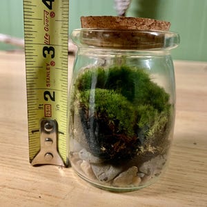 Puede incluir: Un peque&ntilde;o tarro de cristal lleno de musgo verde, peque&ntilde;as piedras y una tapa de corcho. El tarro mide aproximadamente 7.6 cm de alto. El tarro est&aacute; sobre una superficie de madera.