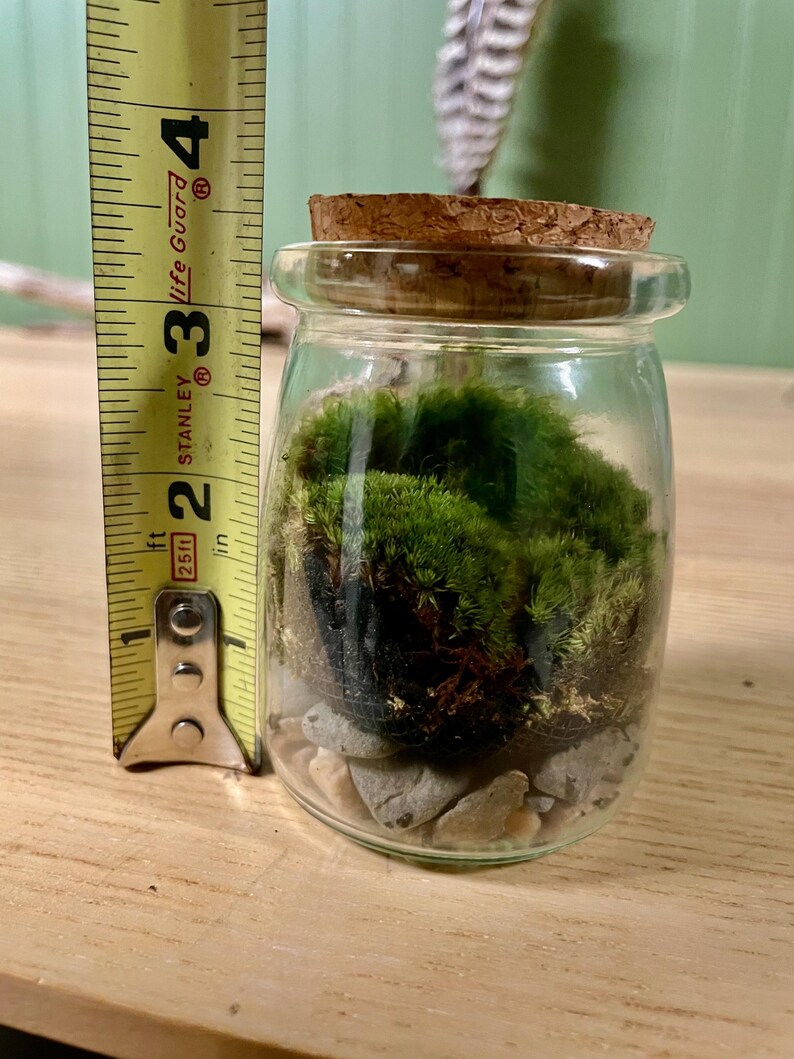 Puede incluir: Un peque&ntilde;o tarro de cristal lleno de musgo verde, peque&ntilde;as piedras y una tapa de corcho. El tarro mide aproximadamente 7.6 cm de alto. El tarro est&aacute; sobre una superficie de madera.