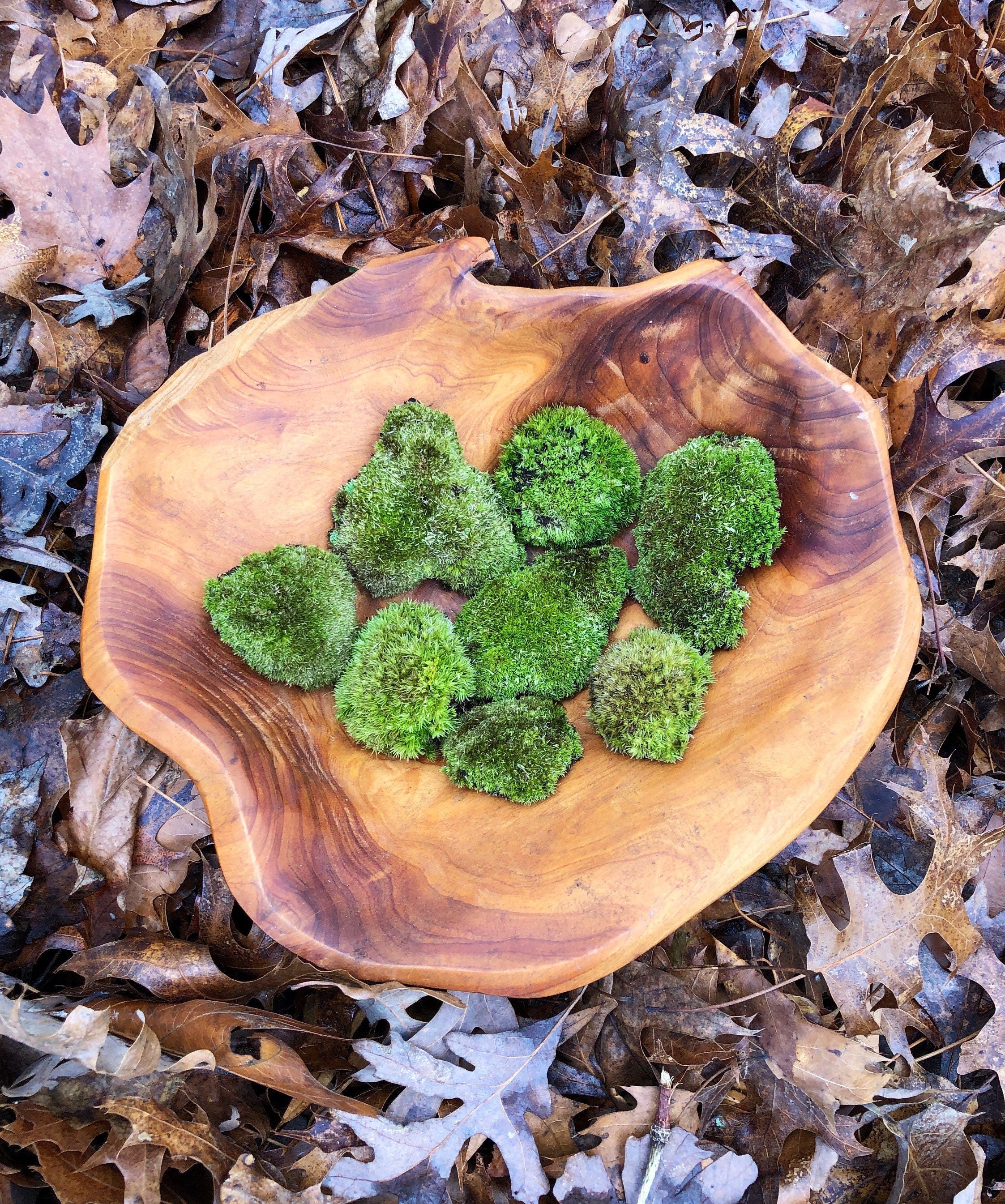 Cushion Moss ( Leucobryum glaucum ) for Sale