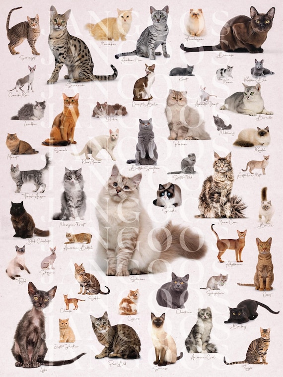Cats of the World, Digital Printable, Cat Poster With Names, Book