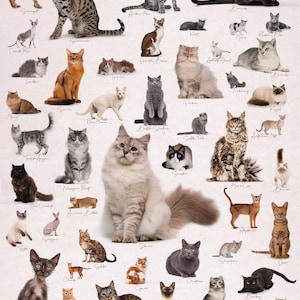 Cats of the World, Digital Printable, Cat Posters, Book Jacket, Gift ...
