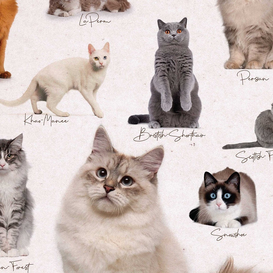 世界の猫 CATS OF THE WORLD ポスター Cats of the World, Digital Printable, Cat Poster With Names, Book