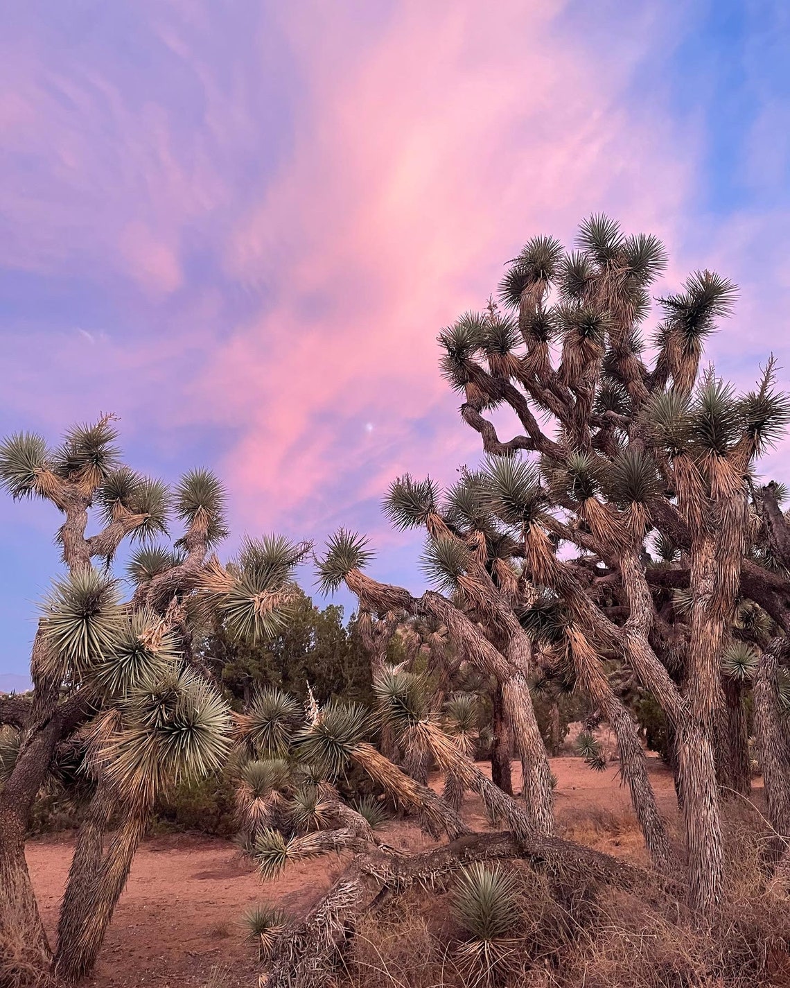 30 Joshua Tree Seeds Etsy