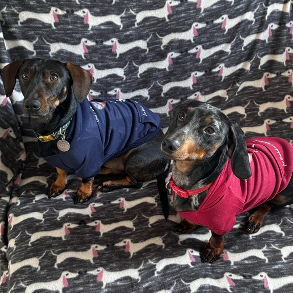 Charity Branded Hoodie, Hoody, Jumper, Cold Weather outfit, Dachshund Clothing, Holiday outfit, Sausage Dog, Red, Blue, Navy